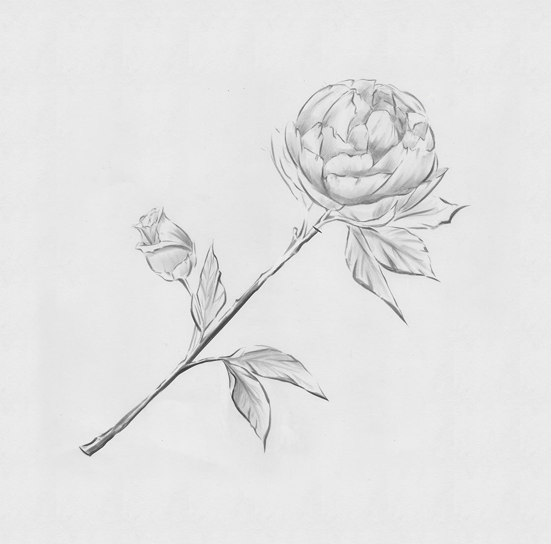 Роза — карандашный эскиз